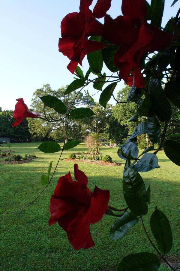 Seven Oaks Bed & Breakfast Highpoint Exterior foto